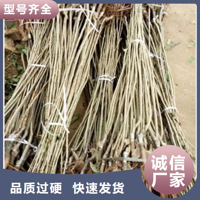 【板栗苗李子苗型号全价格低】