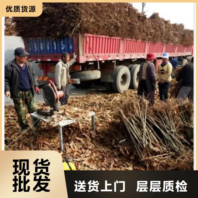 【板栗苗李子苗型号全价格低】