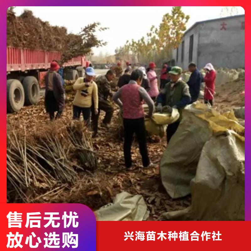 板栗苗苹果苗注重细节
