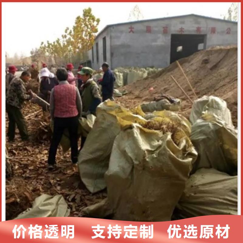 板栗苗_梨树苗国标检测放心购买