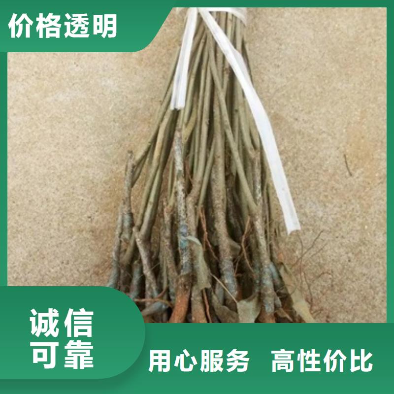 板栗苗【梨树苗】厂家直销值得选择