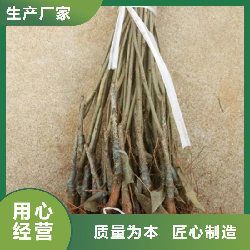 板栗苗【蓝莓苗】厂家大量现货