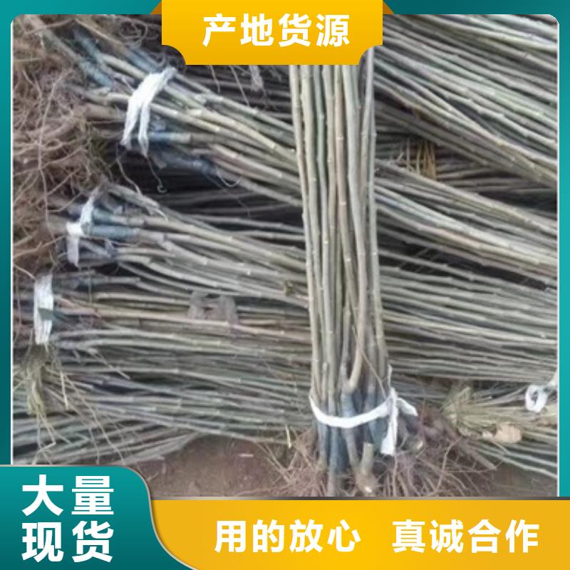 板栗苗蓝莓苗专业生产厂家