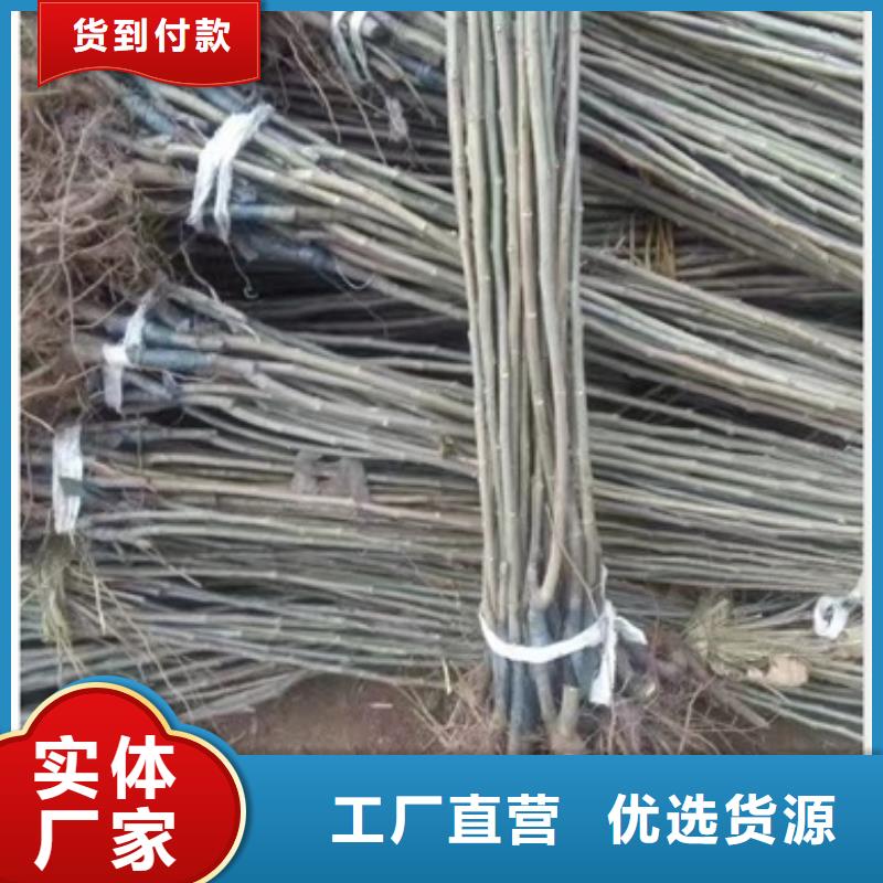 板栗苗_梨树苗国标检测放心购买