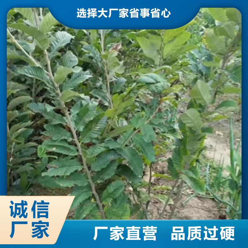 板栗苗蓝莓苗源头工厂量大优惠