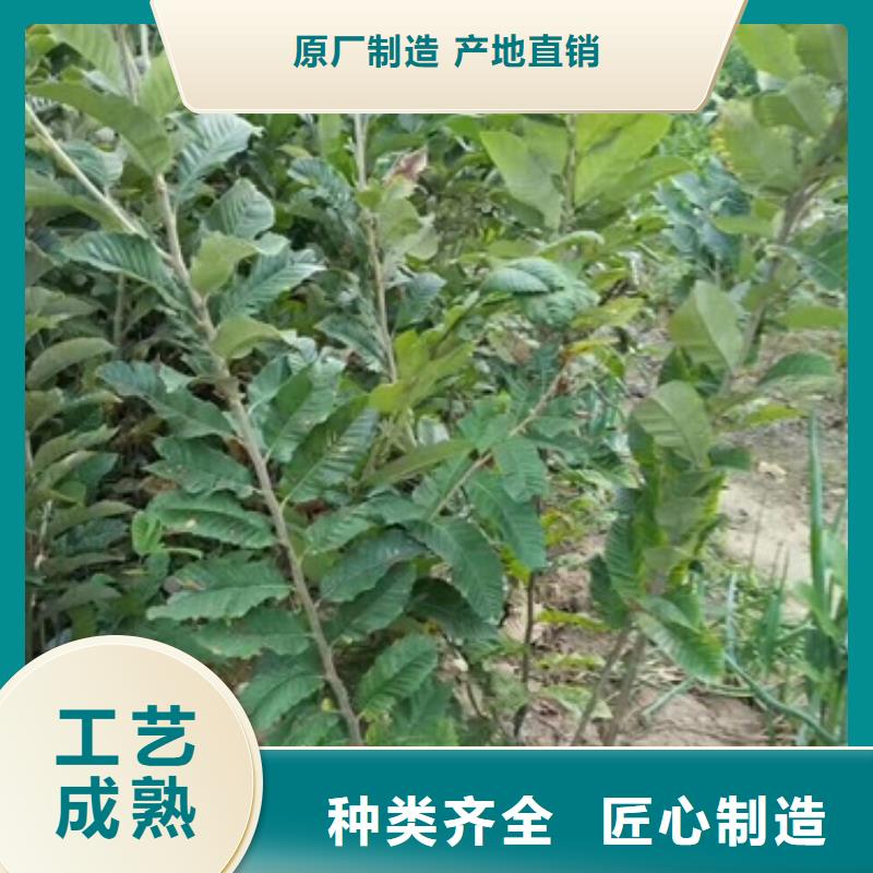 板栗苗_梨树苗国标检测放心购买
