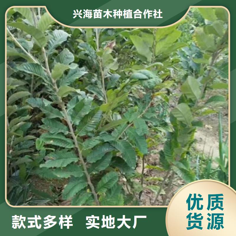 板栗苗【蓝莓苗】厂家大量现货