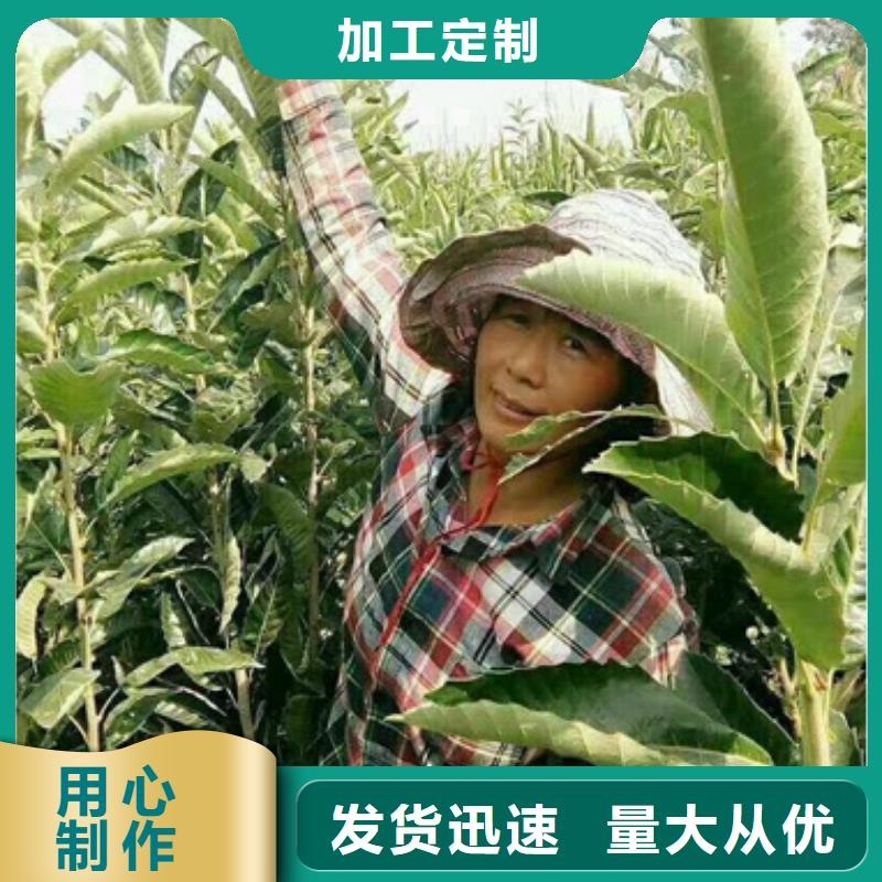 板栗苗桃树苗支持大小批量采购
