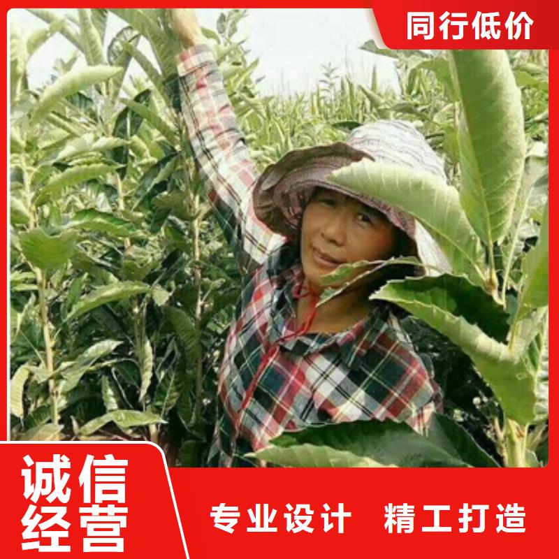 【板栗苗李子苗型号全价格低】