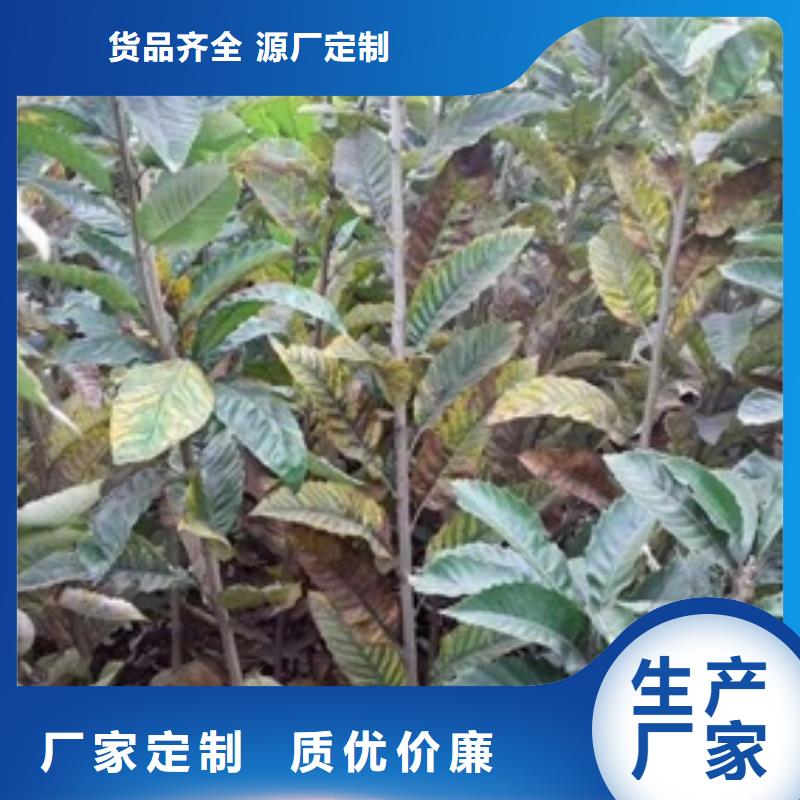 板栗苗桃树苗支持大小批量采购