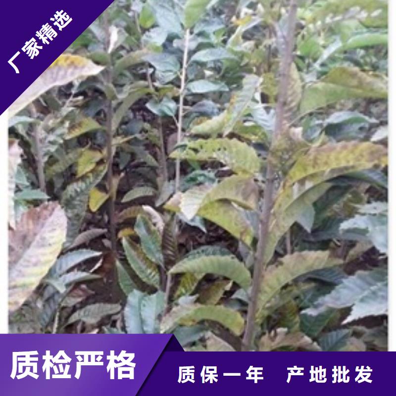 板栗苗苹果苗来图定制