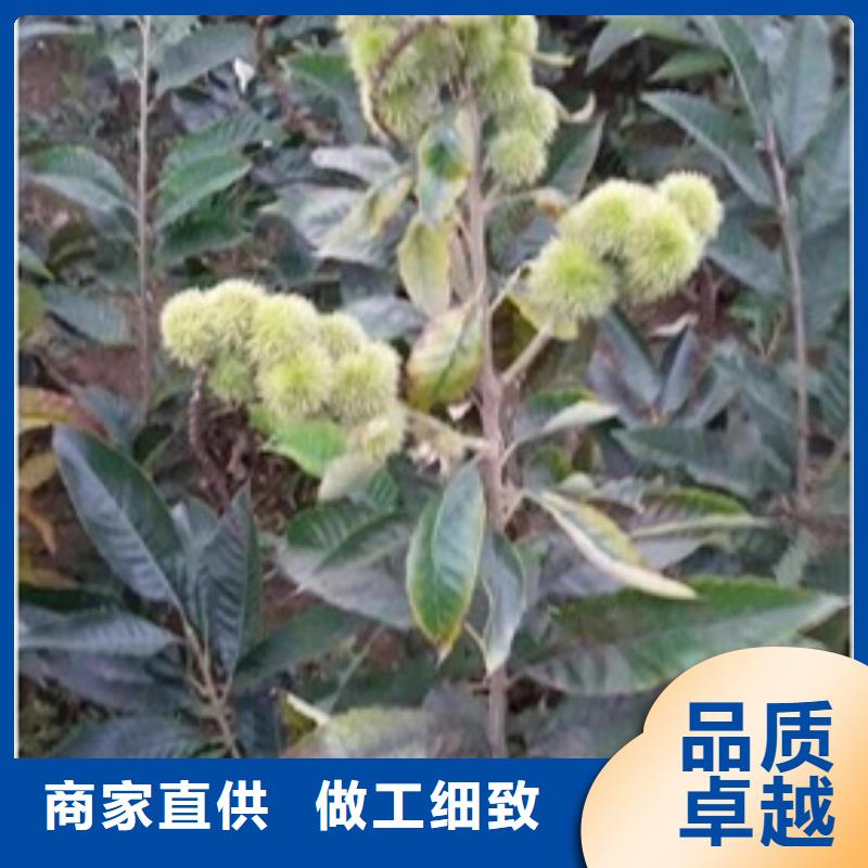 【板栗苗】_花椒苗买的是放心