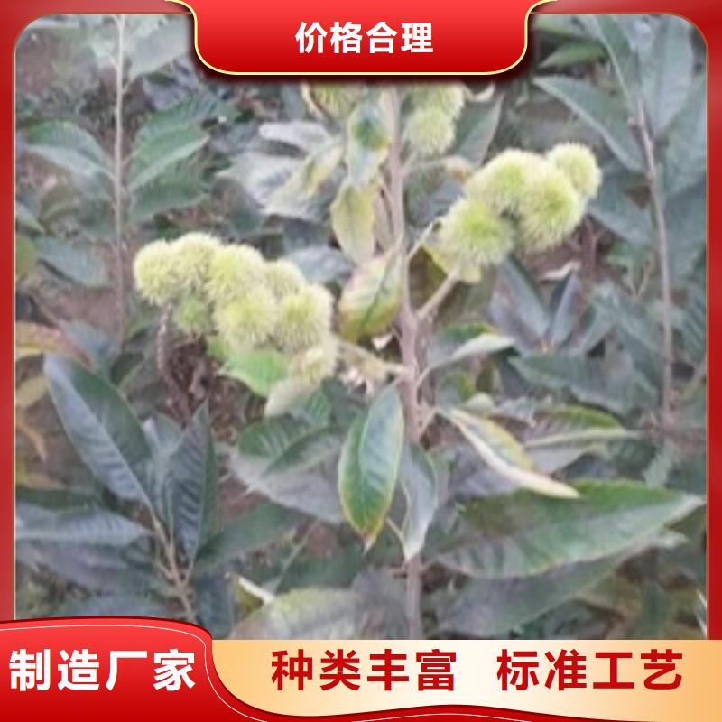 板栗苗【梨树苗】厂家直销值得选择