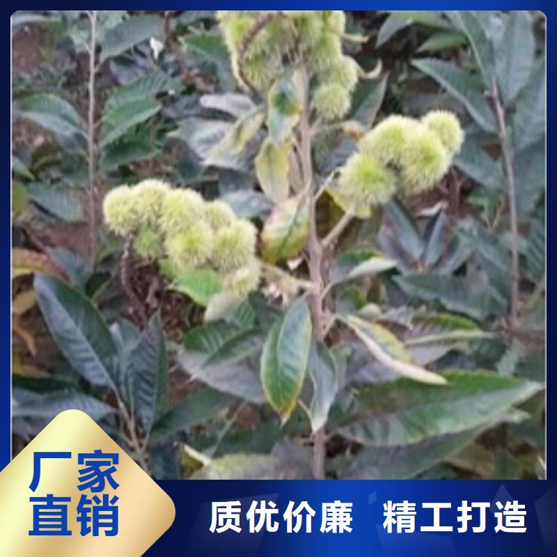 板栗苗好产品好服务