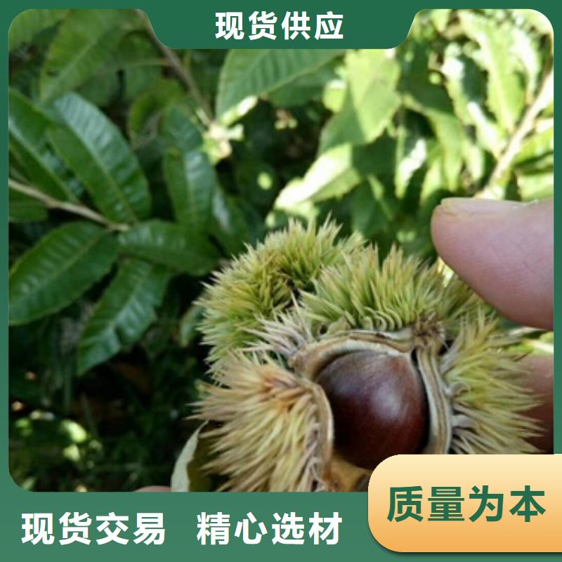 板栗苗【蓝莓苗】厂家大量现货