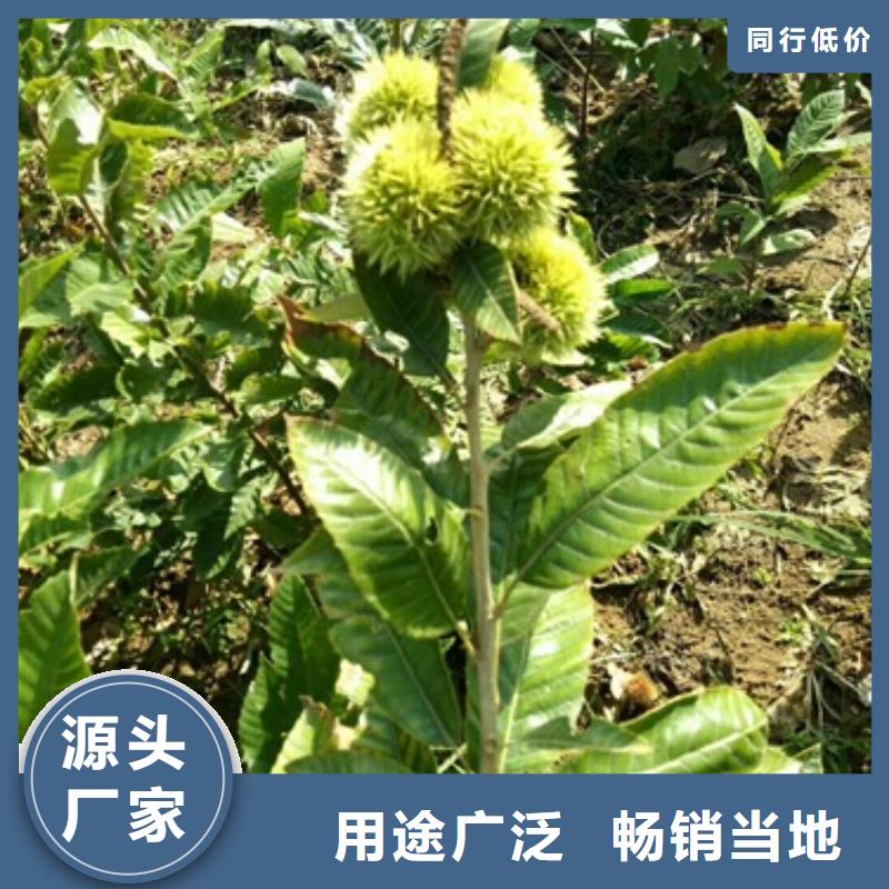 板栗苗桃树苗一对一为您服务