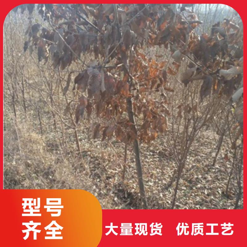 板栗苗好产品好服务