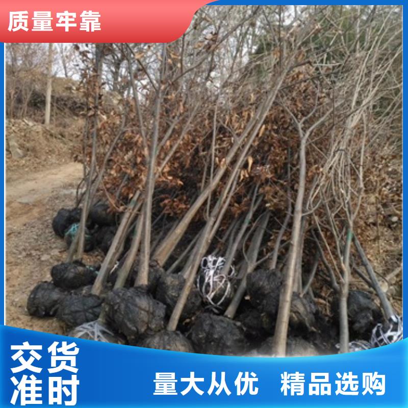 板栗苗桃树苗精工细作品质优良