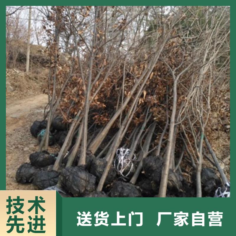 板栗苗好产品好服务