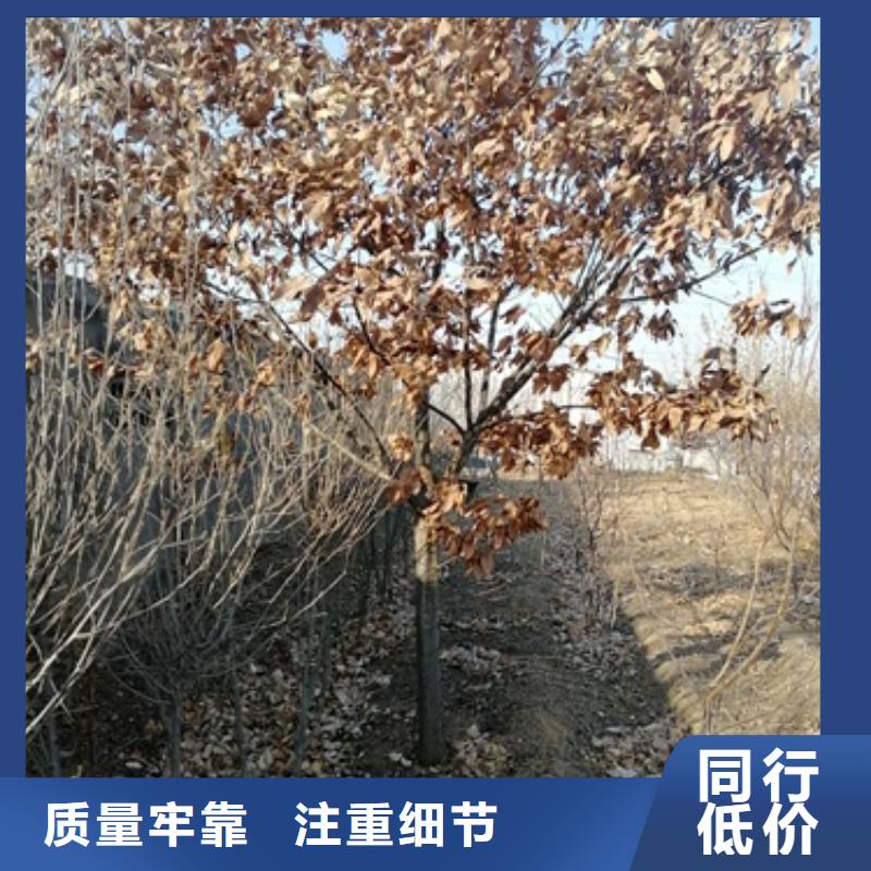 【板栗苗】_花椒苗买的是放心