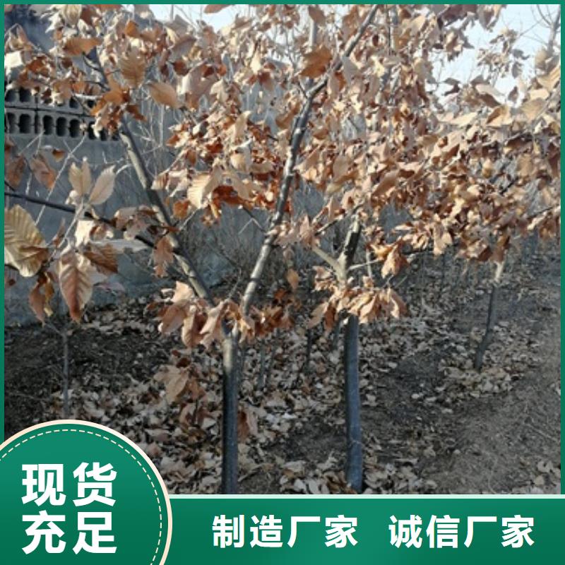 板栗苗桃树苗质保一年