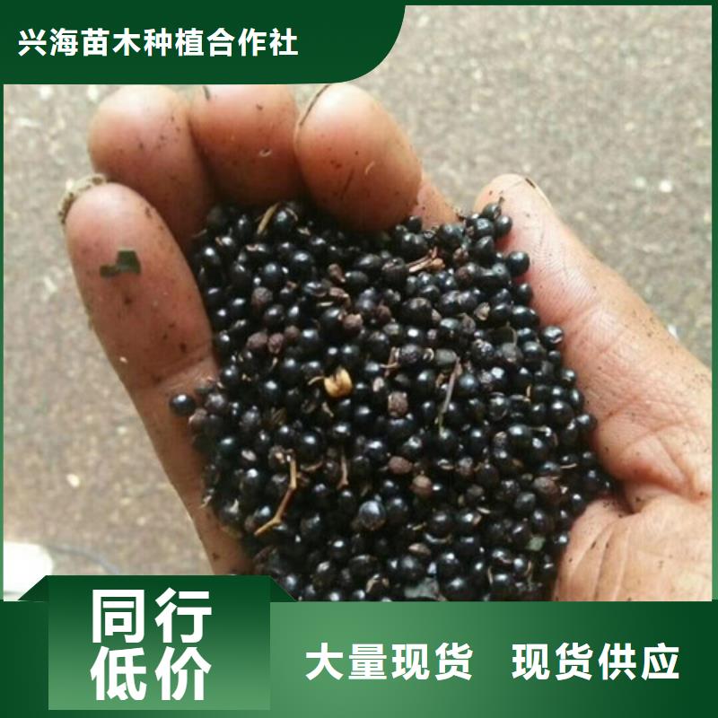 花椒苗苹果苗长期供应