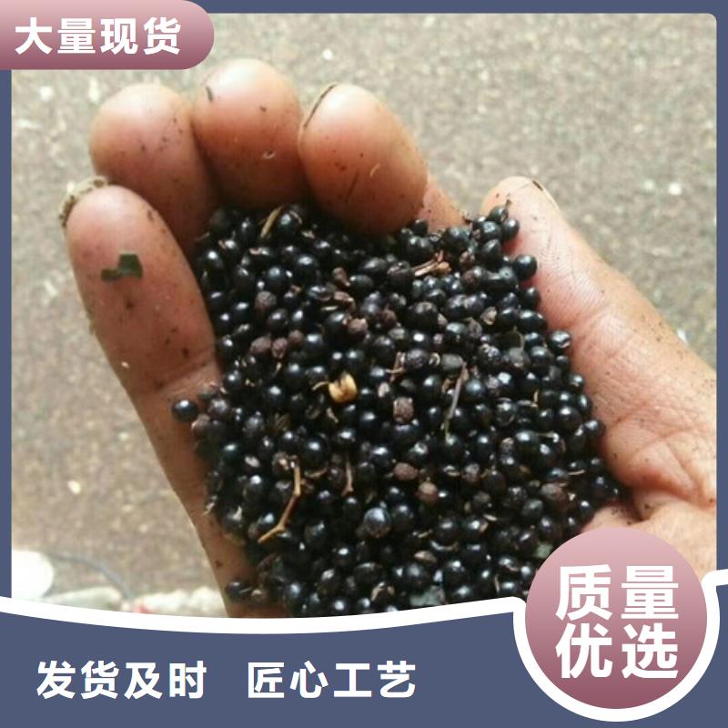 花椒苗蓝莓苗优选好材铸造好品质