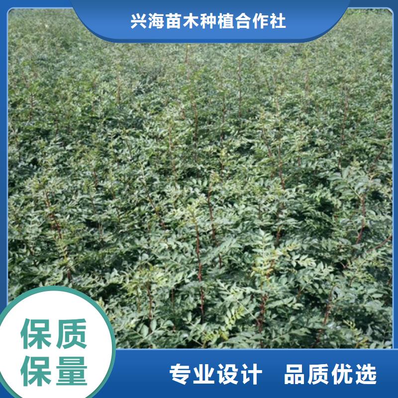 花椒苗梨树苗精挑细选好货