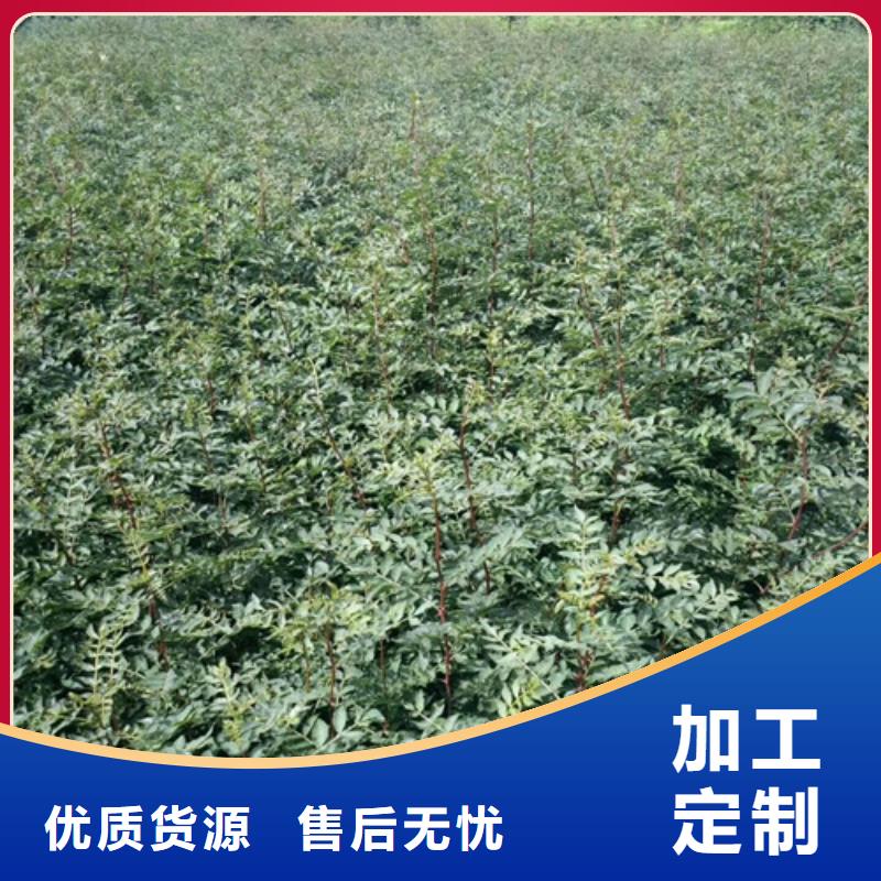 【花椒苗山楂苗大厂家实力看得见】