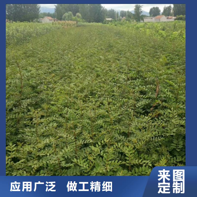 花椒苗苹果苗长期供应