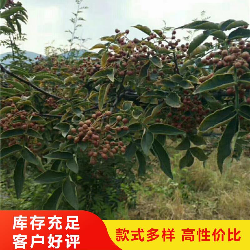 花椒苗老品牌厂家