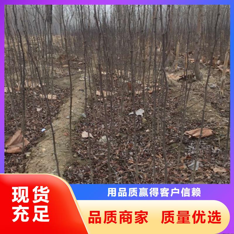花椒苗蓝莓苗优选好材铸造好品质