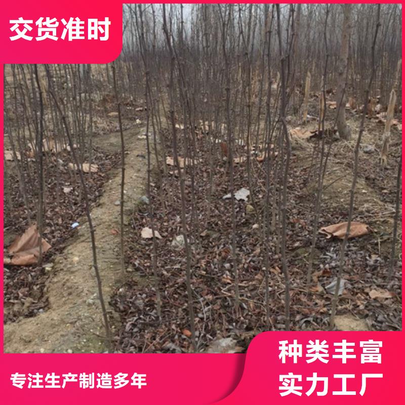 花椒苗梨树苗应用领域