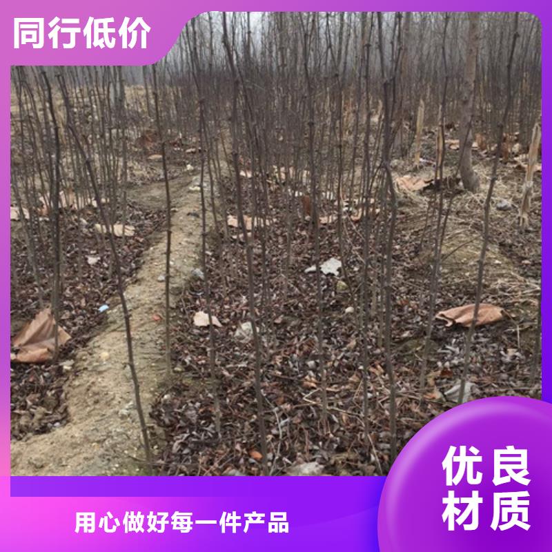 花椒苗梨树苗应用领域