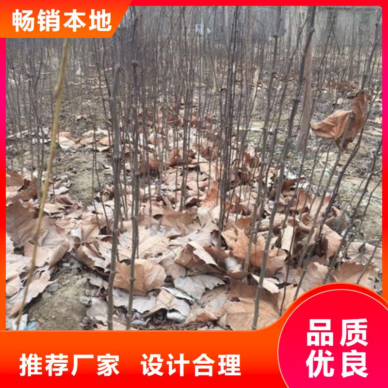 花椒苗板栗苗优质货源