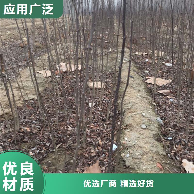 花椒苗苹果苗长期供应