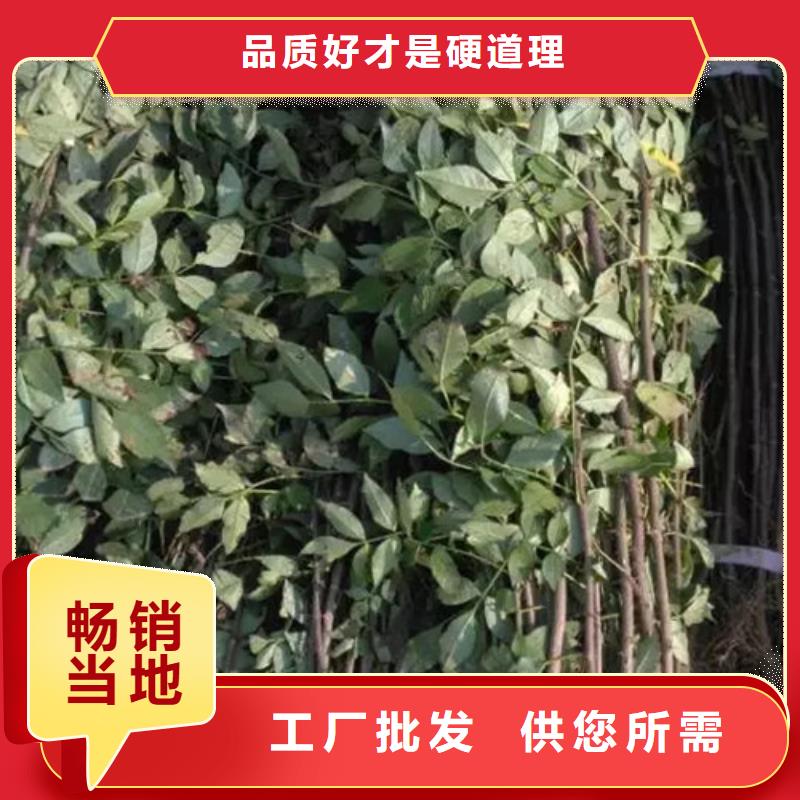 花椒苗梨树苗精挑细选好货