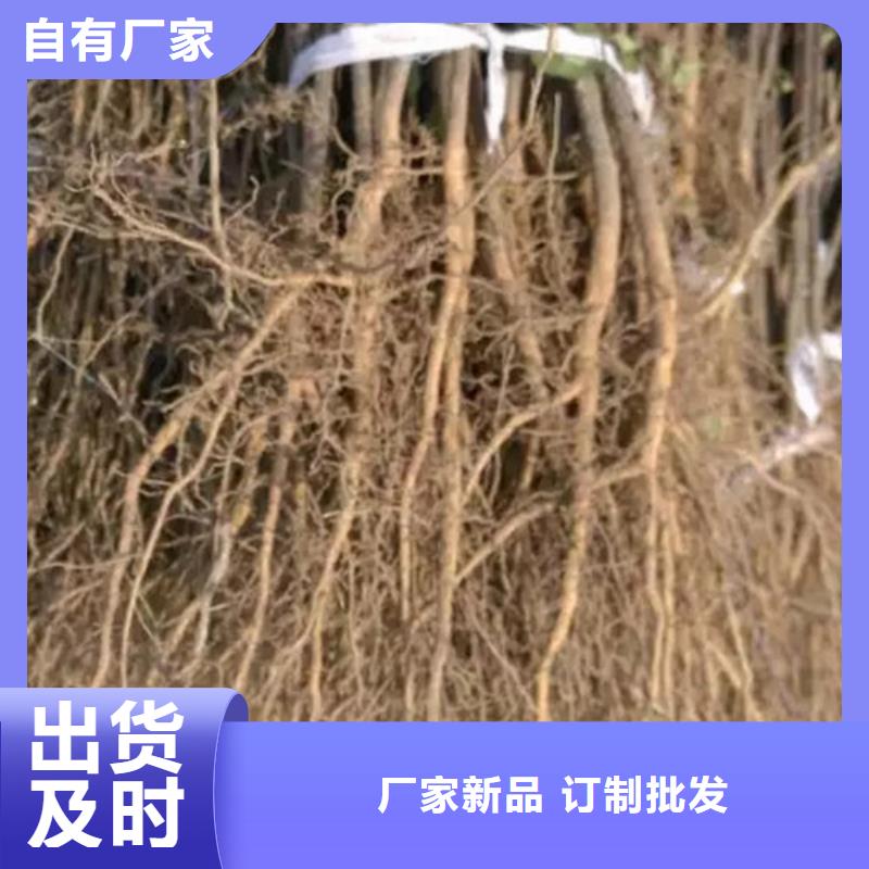 花椒苗老品牌厂家