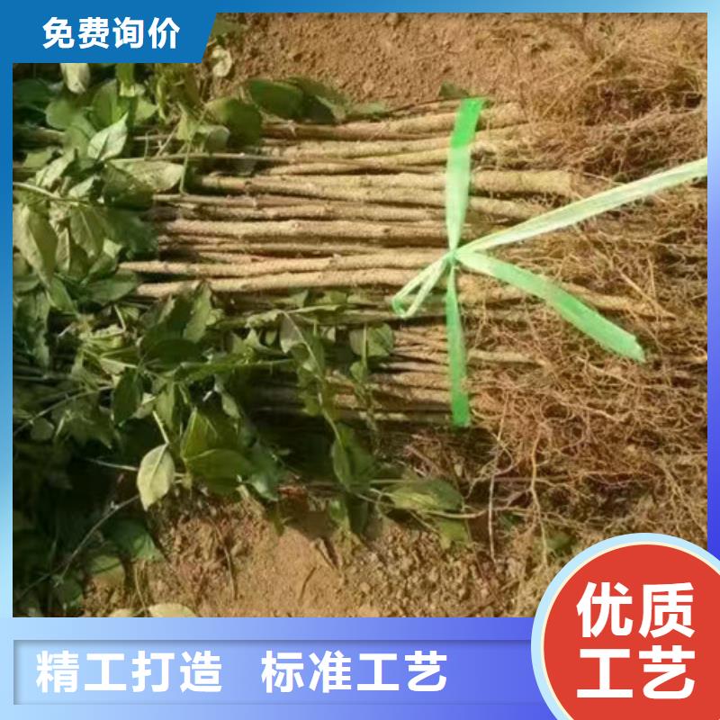【花椒苗山楂苗大厂家实力看得见】