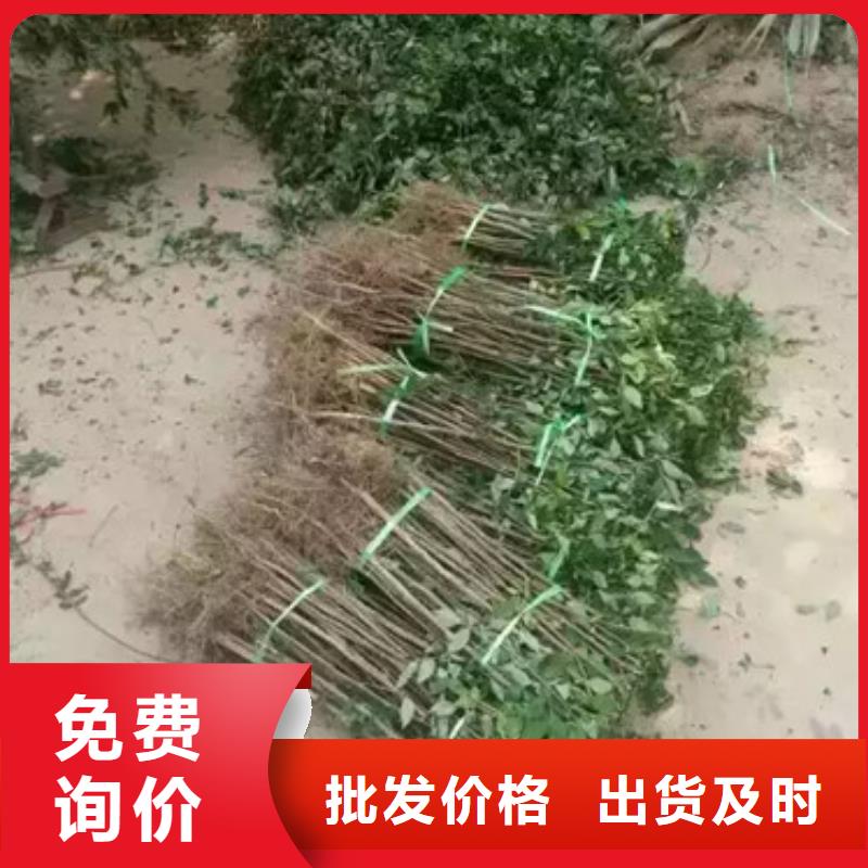 花椒苗梨树苗精挑细选好货