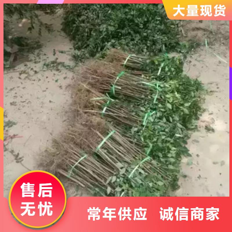 花椒苗梨树苗应用领域