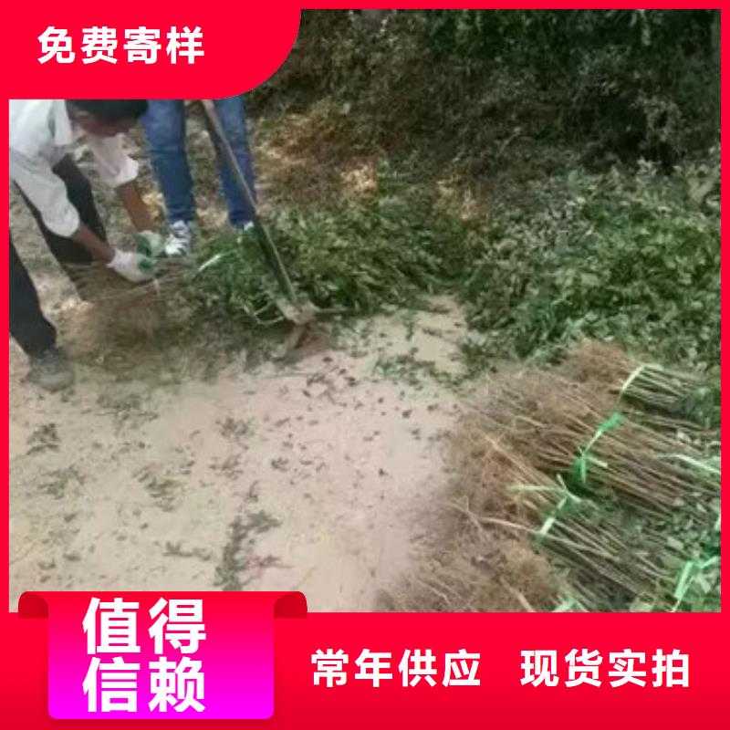 【花椒苗山楂苗大厂家实力看得见】