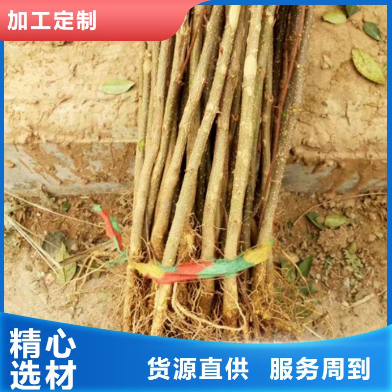 花椒苗蓝莓苗优选好材铸造好品质
