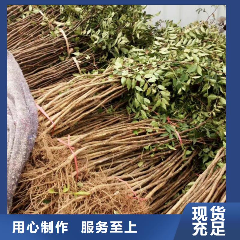 花椒苗板栗苗优质货源