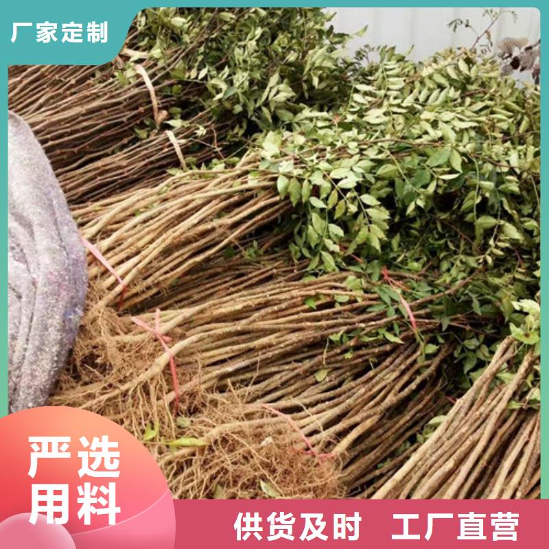 花椒苗蓝莓苗优选好材铸造好品质