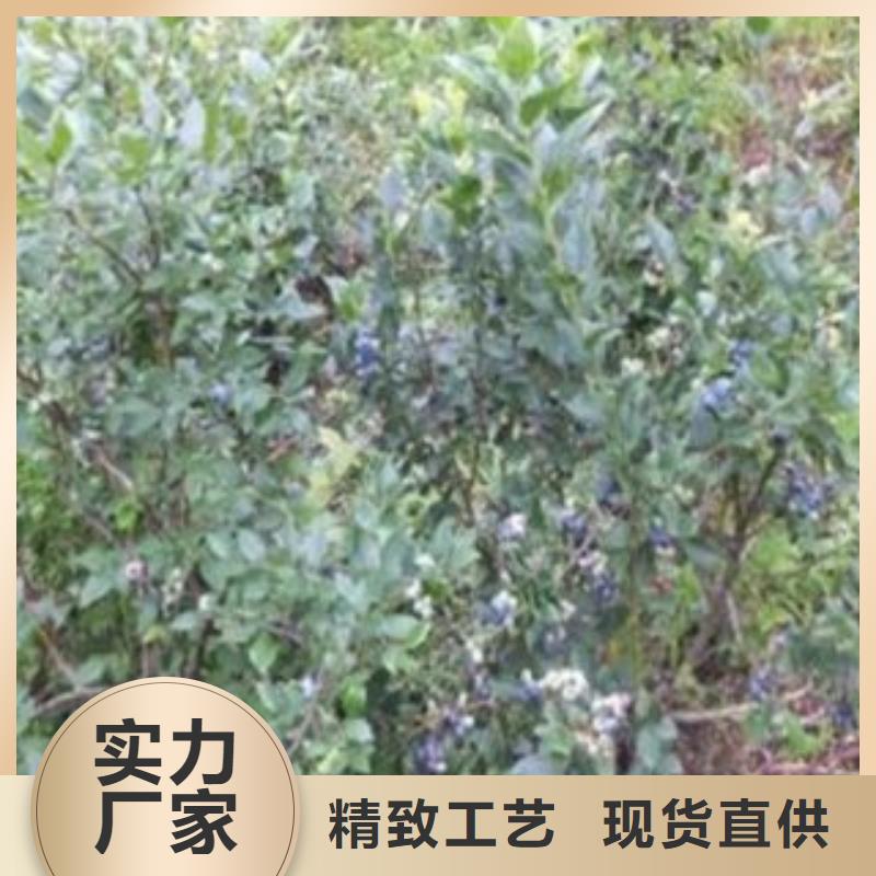 蓝莓苗-核桃苗优良材质