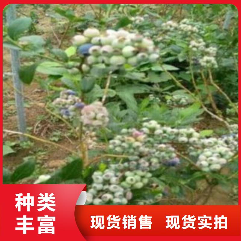 蓝莓苗价格实在