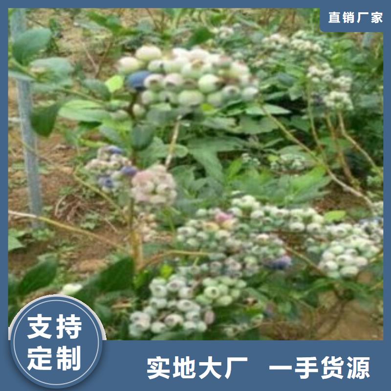 蓝莓苗实力商家