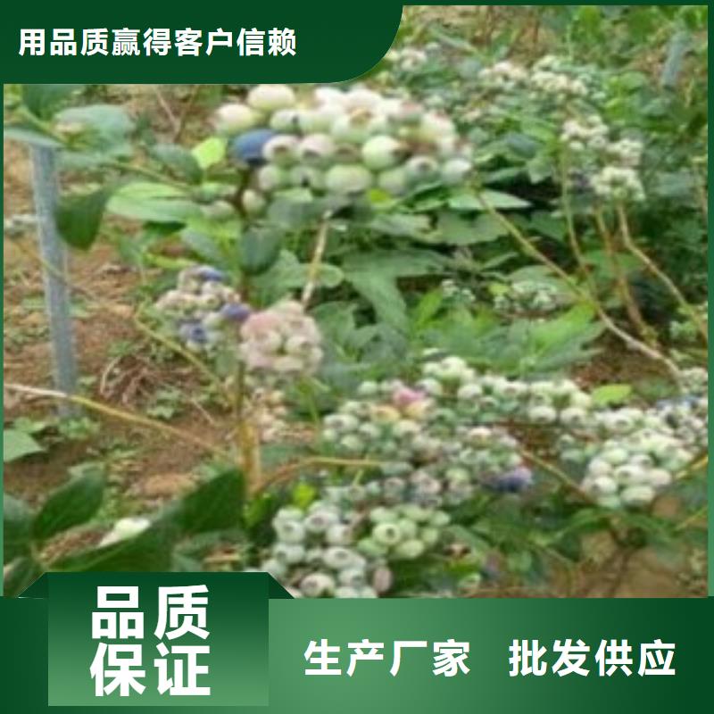 蓝莓苗梨树苗原料层层筛选