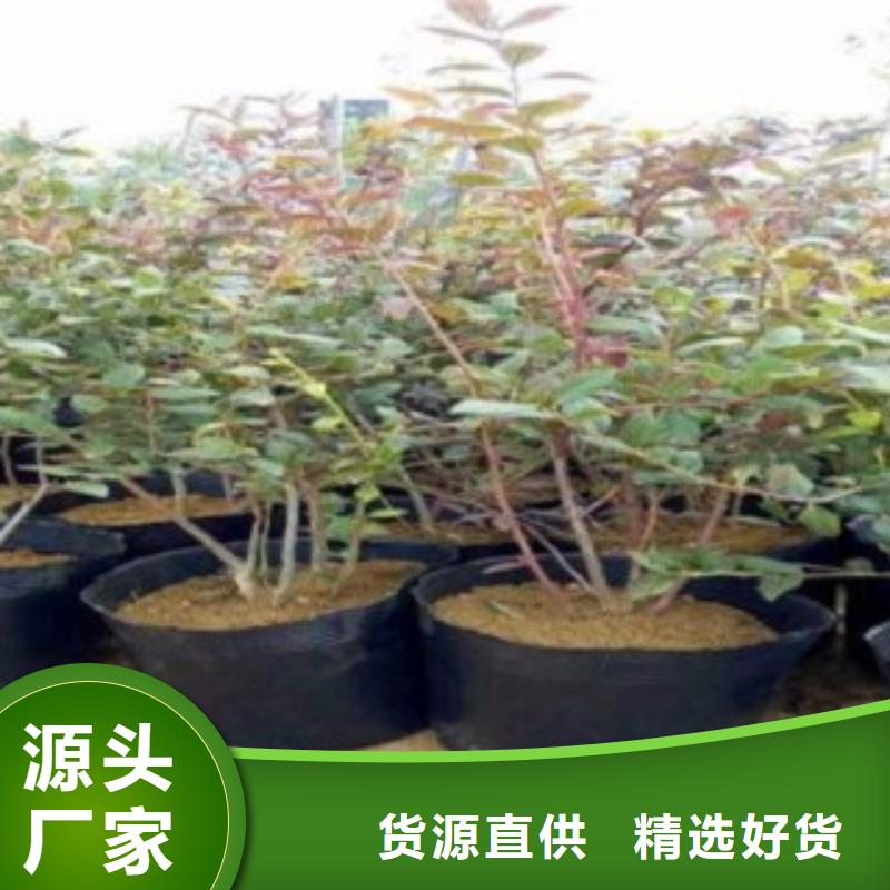 蓝莓苗_花椒苗卓越品质保障